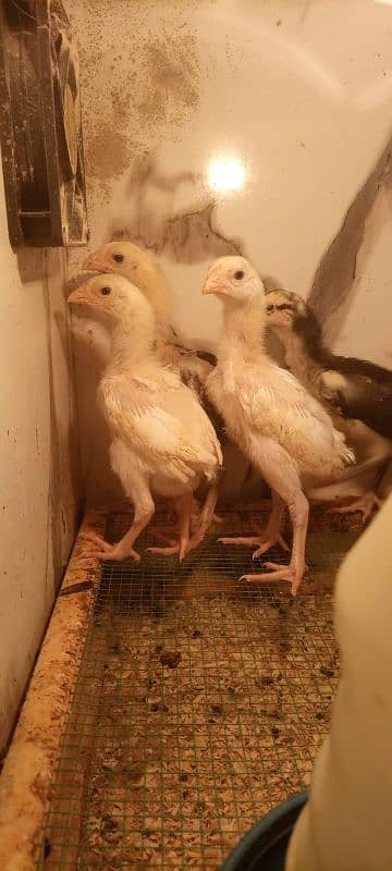 White shamo chicks for sale 4