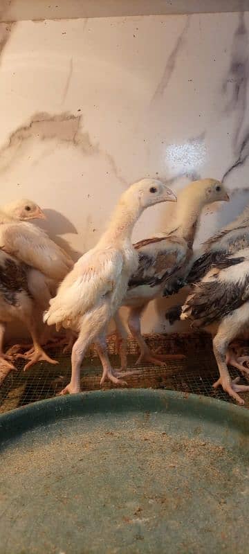 White shamo chicks for sale 5