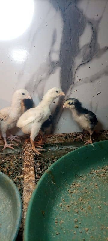 White shamo chicks for sale 6