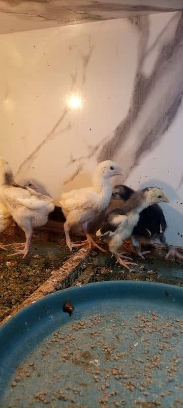 White shamo chicks for sale 7