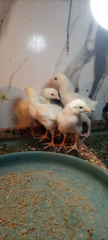 White shamo chicks for sale 8