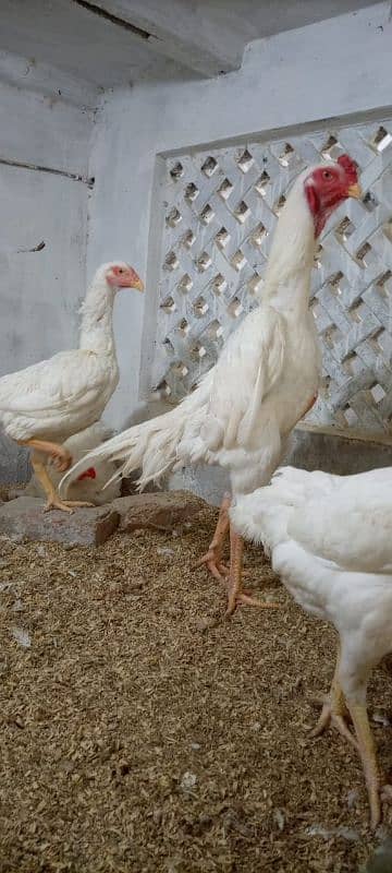 White shamo chicks for sale 9