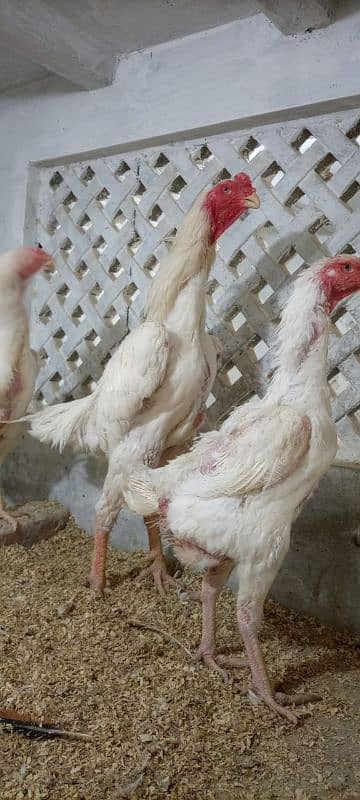 White shamo chicks for sale 10