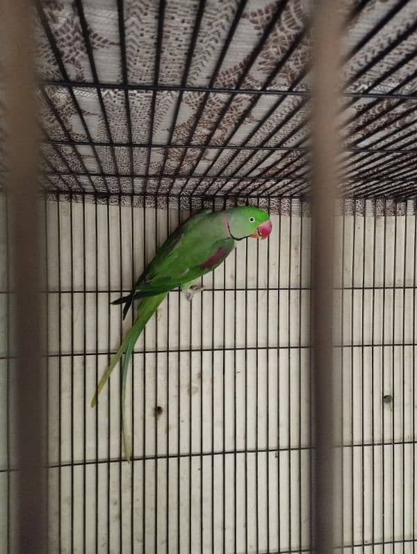 Raw male parrot 0