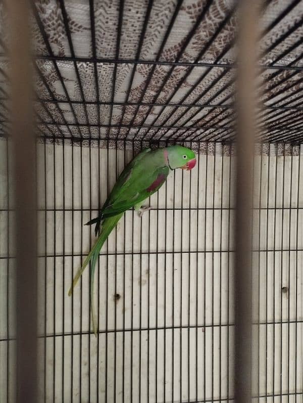 Raw male parrot 1