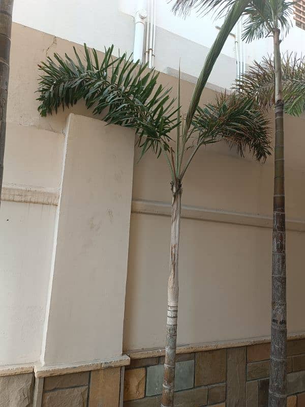 foxtail palm 1