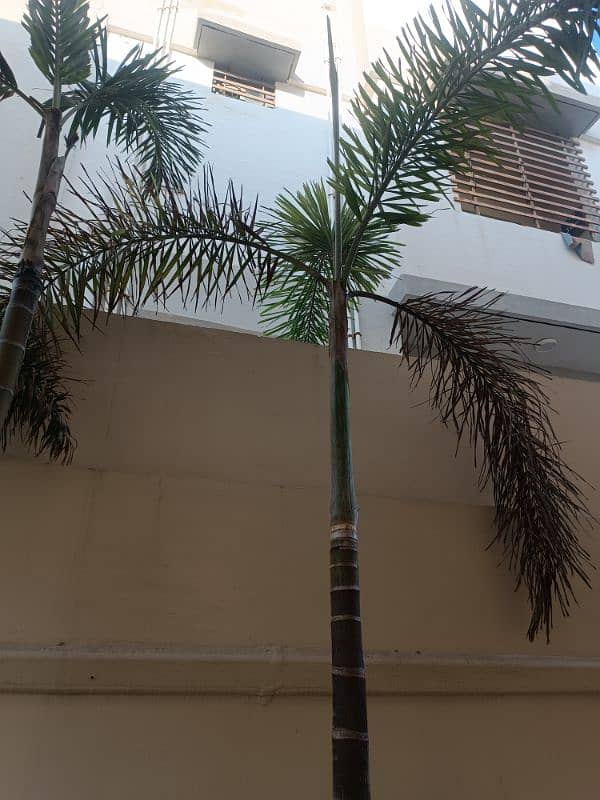 foxtail palm 2