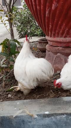 bantam pairs for sale