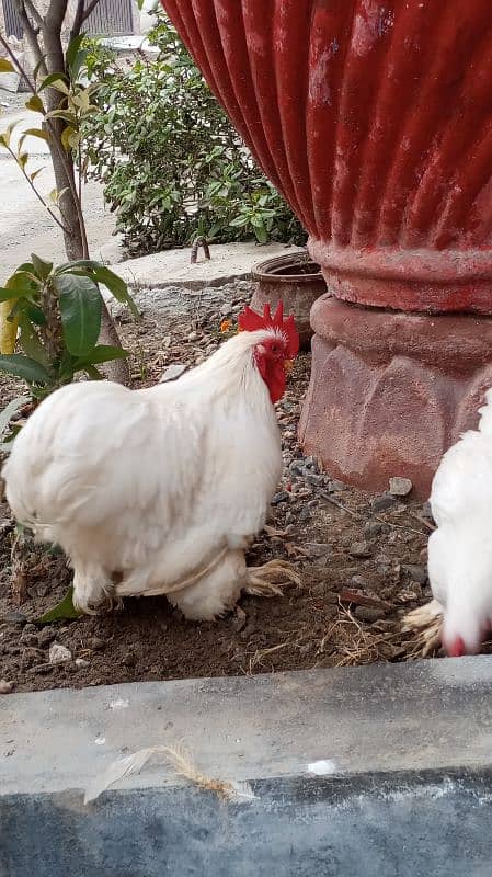 bantam pairs for sale 1