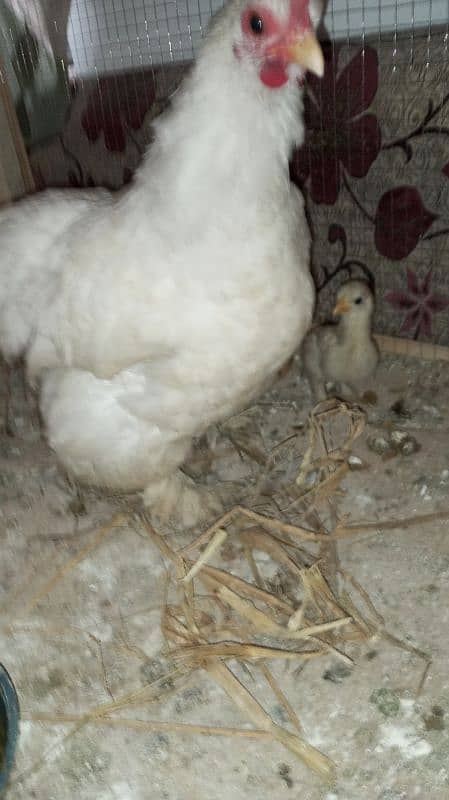 bantam pairs for sale 2