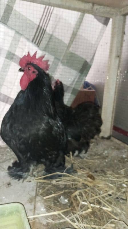 bantam pairs for sale 4