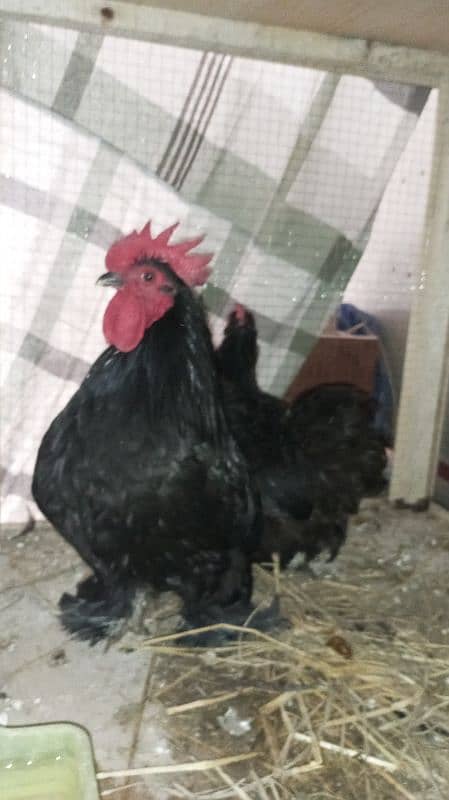 bantam pairs for sale 5