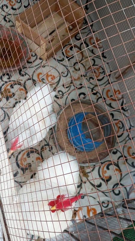 bantam pairs for sale 6