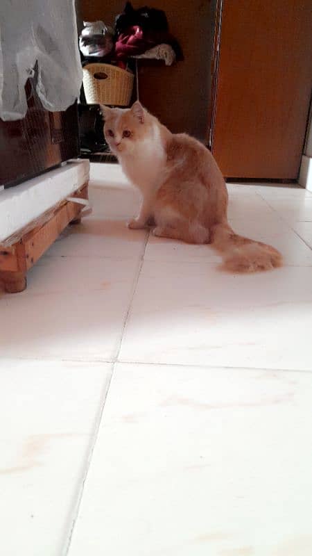 male female cat s urgent sell 1