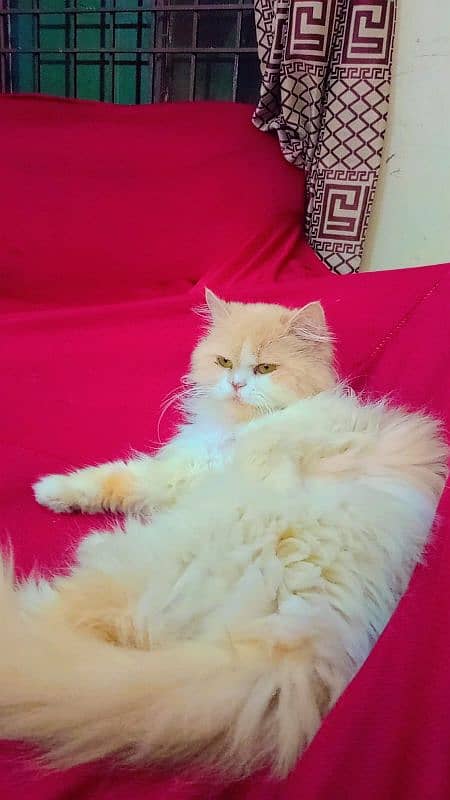 Persian female cat 0