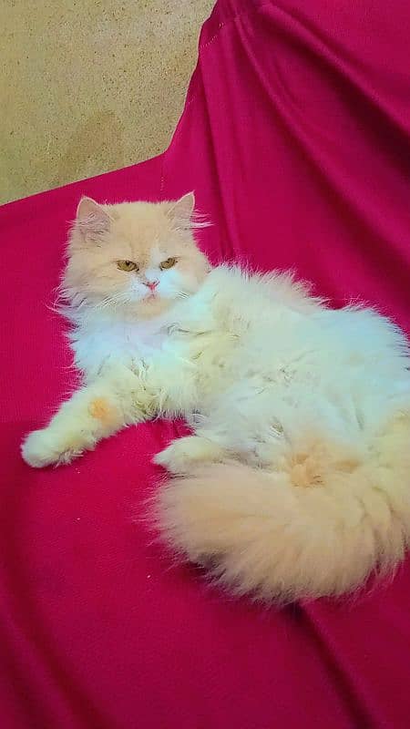 Persian female cat 1