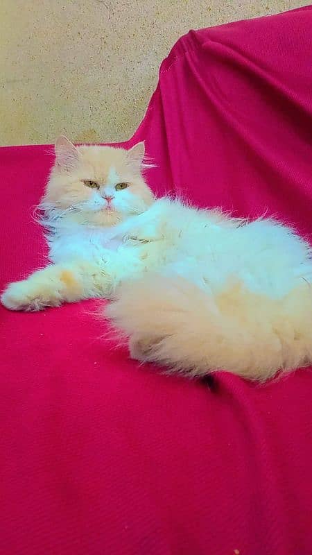 Persian female cat 3