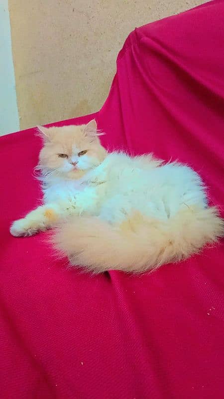 Persian female cat 4