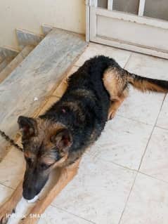 German shepherd for sale