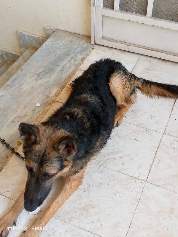 German shepherd for sale 0