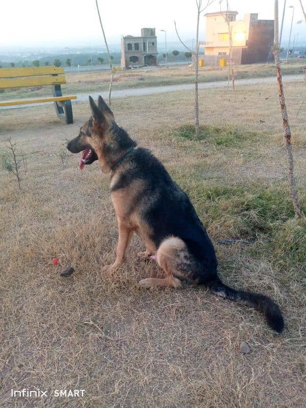 German shepherd for sale 3