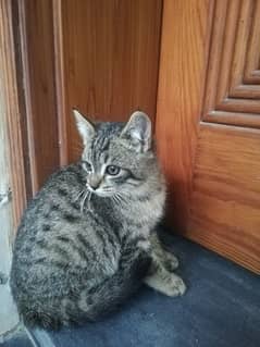 3 month old Persian breed kitten