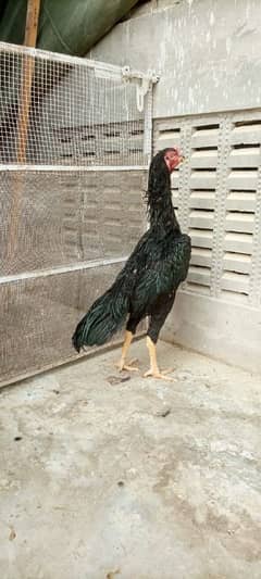 Black shamo pathe pathia for sale