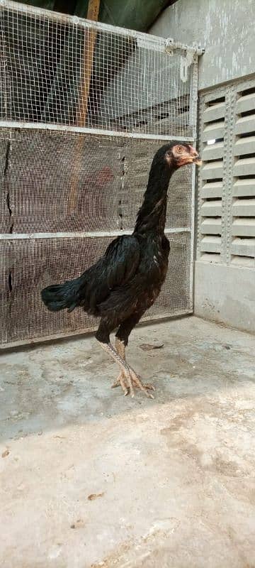 Black shamo pathe pathia for sale 5