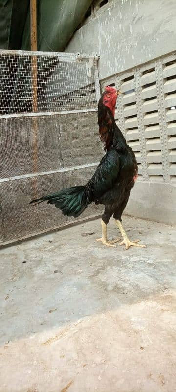 Black shamo pathe pathia for sale 7