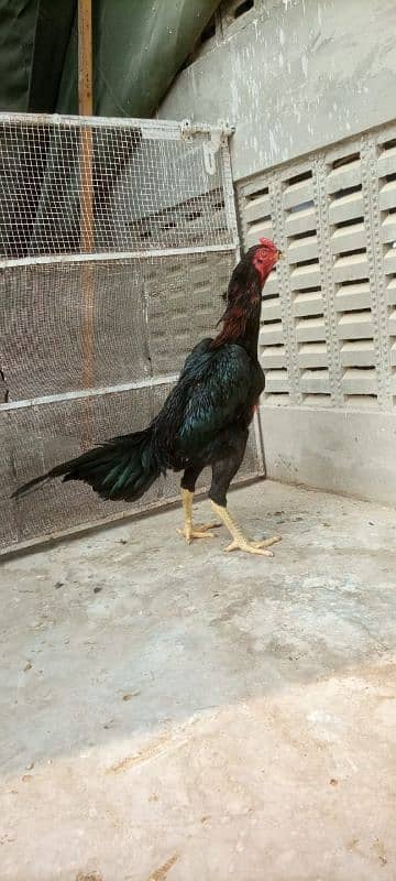 Black shamo pathe pathia for sale 8