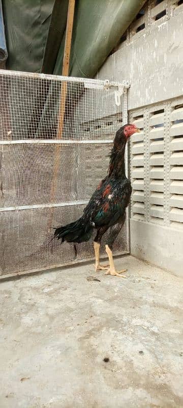 Black shamo pathe pathia for sale 10