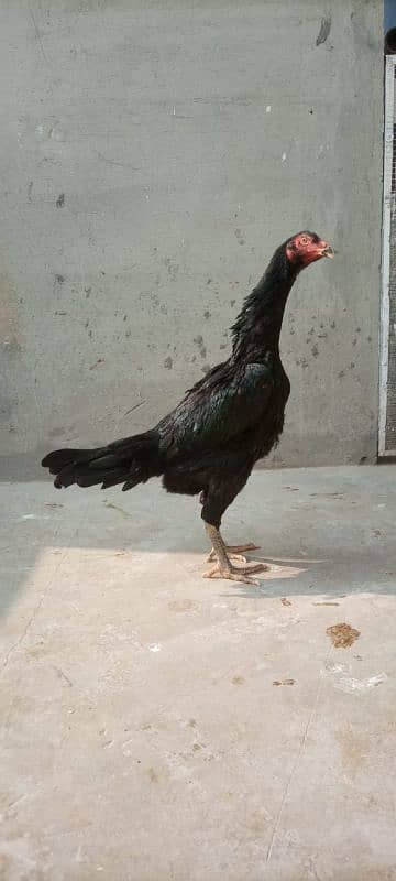 Black shamo pathe pathia for sale 12