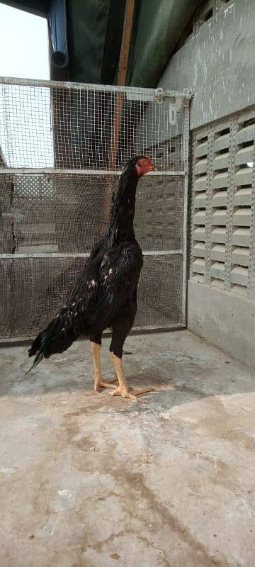 Black shamo pathe pathia for sale 16