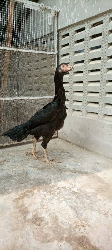 Black shamo pathe pathia for sale 18