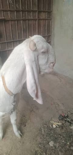 Gulabi Bakri