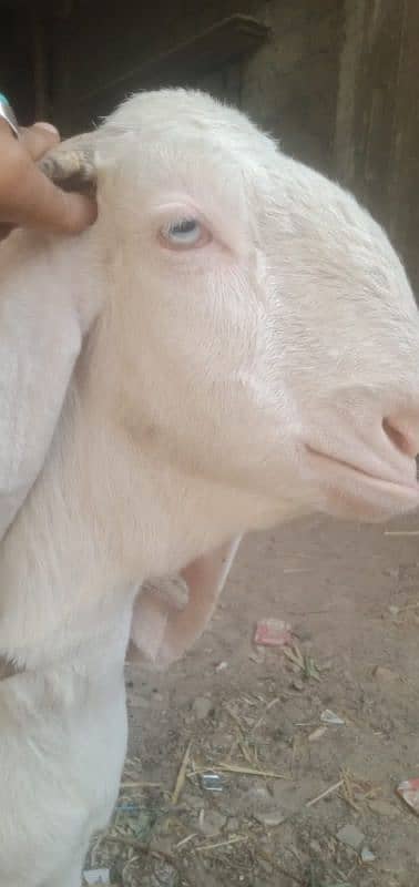 Gulabi Bakri 1