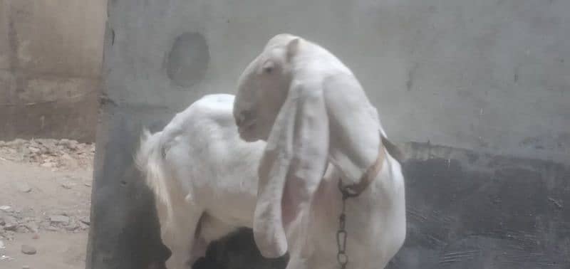 Gulabi Bakri 4