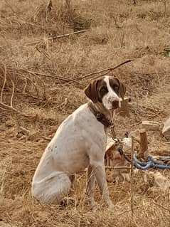 english pointer