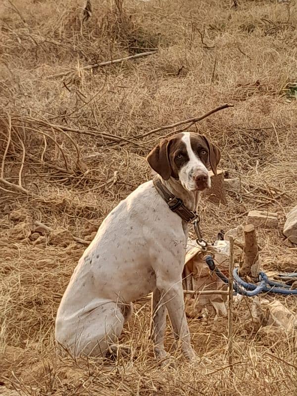 english pointer 0