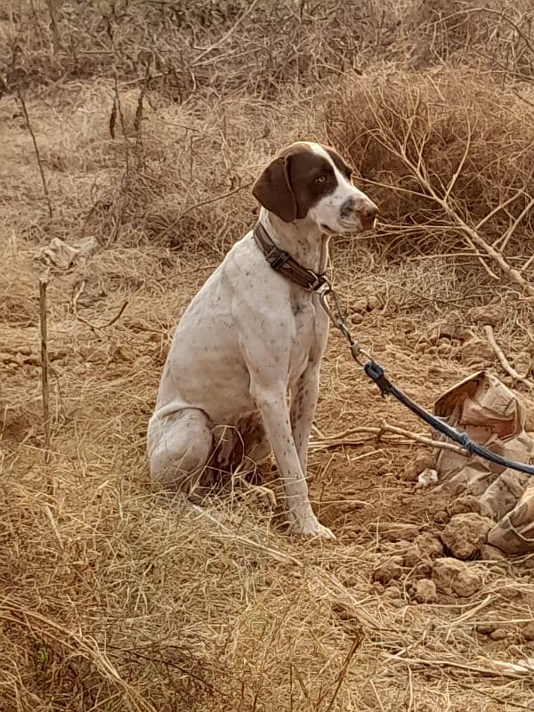 english pointer 1