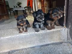 Yorkshire Terrier puppies | imparted Puppy | Yorkshire Dog | Dog