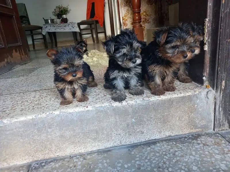 Yorkshire Terrier puppies | imparted Puppy | Yorkshire Dog | Dog 0