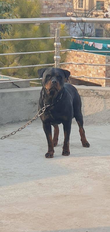 Top Quality Pedigree Rottweiler for Crossing 0