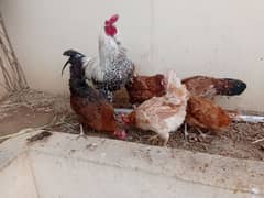 4 hens and cock