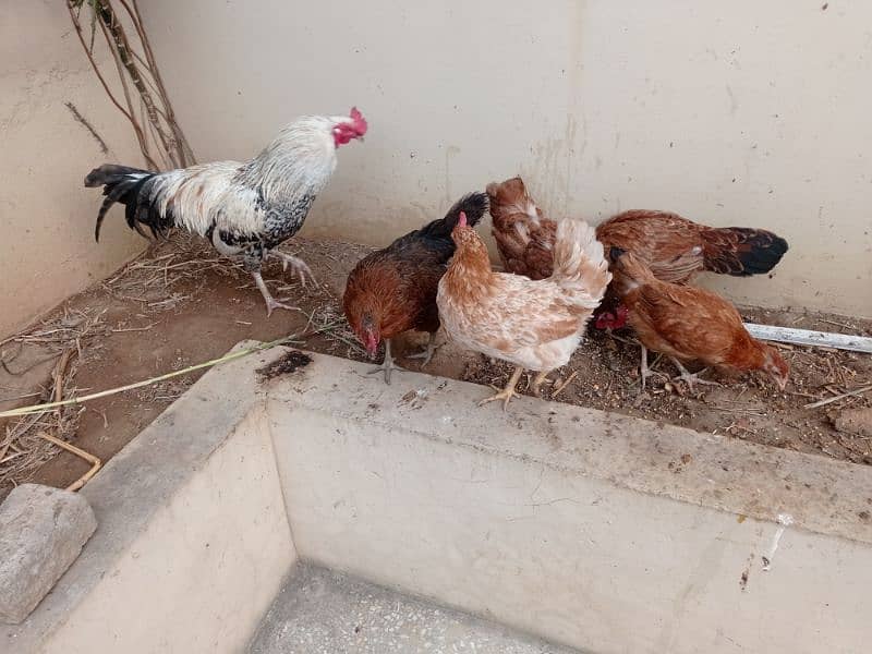 4 hens and cock 1