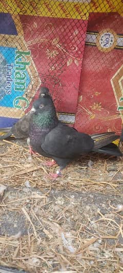 1200 ka pair ur bi kafi birds para  ha 03180083740