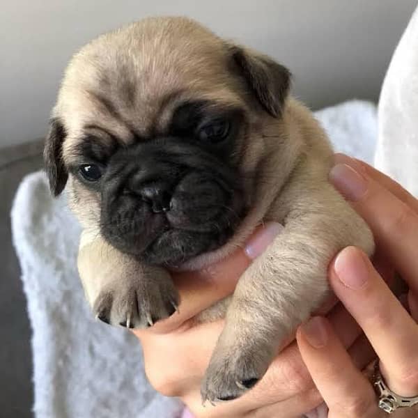 PUGG PUPPY 1