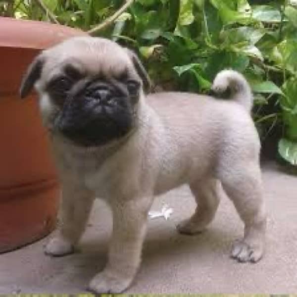 PUGG PUPPY 2