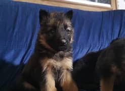 German shepherd puppies for sale