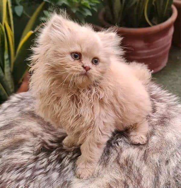 PERSIAN KITTEN FOR SALE ONLY HOME DILVERY 1